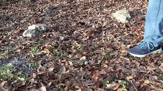 Walking on Leaves